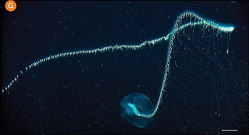 Giant siphonophore