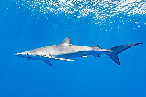 Blue shark