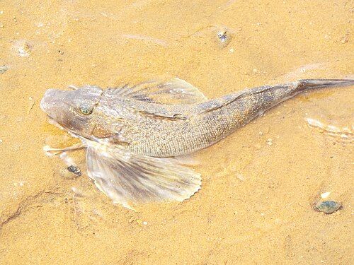 Northern searobin