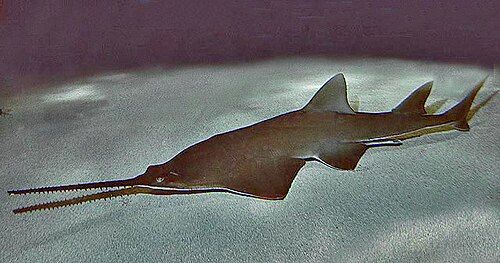 Smalltooth sawfish