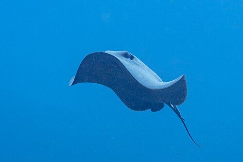 Pelagic stingray