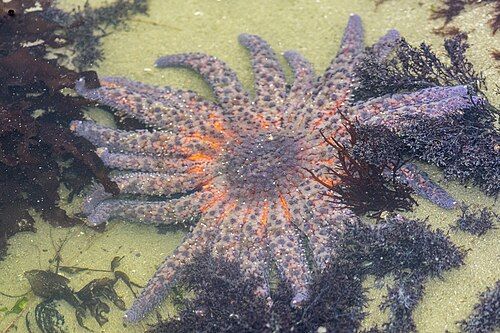 Sunflower sea star