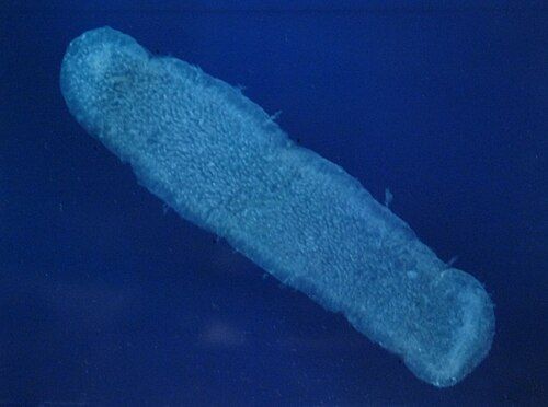 Pyrosome