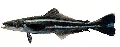 Cobia