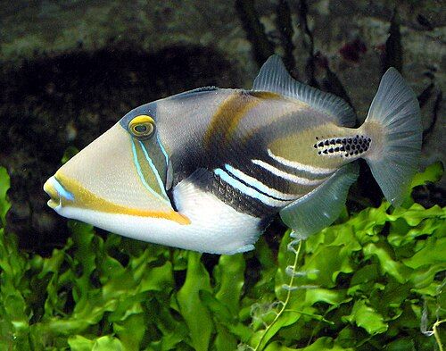 Picasso triggerfish