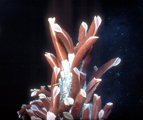 Giant tube worm