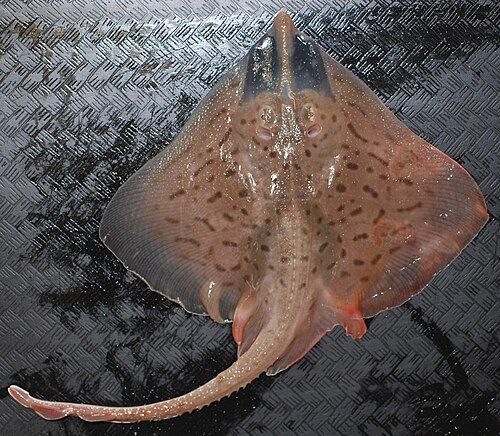 Clearnose skate