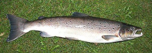 Atlantic salmon
