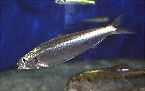 European pilchard