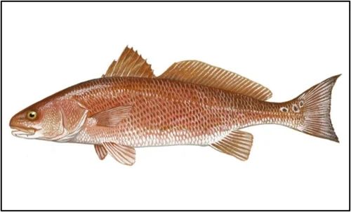 Red drum