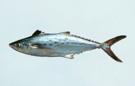 Spanish mackerel