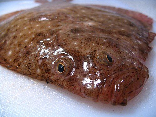 Windowpane flounder