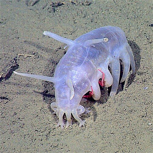 Sea pig