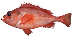 Acadian redfish