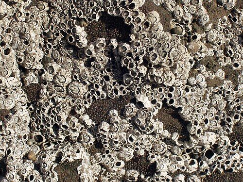 Northern rock barnacle