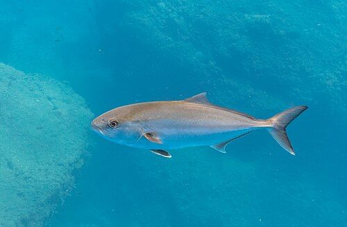 Greater amberjack