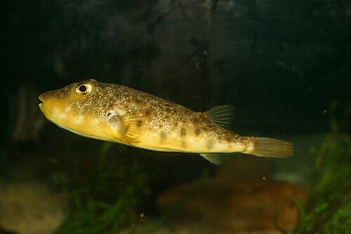 Northern puffer