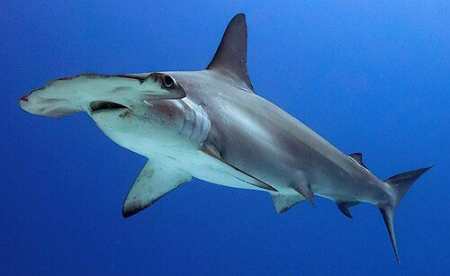 Scalloped hammerhead