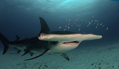 Great hammerhead