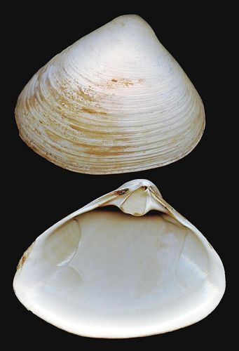 Atlantic surfclam