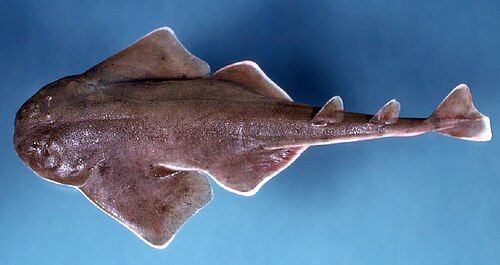 Atlantic angel shark
