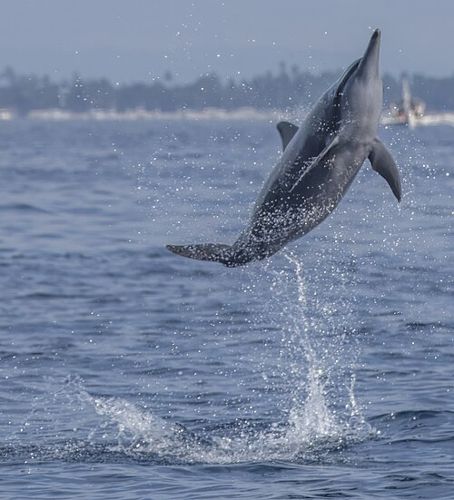 Spinner dolphin