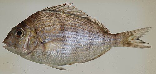 Scup