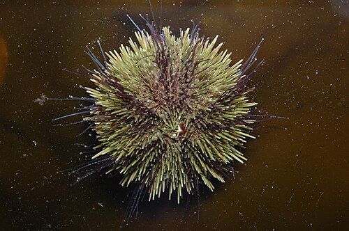 Green sea urchin