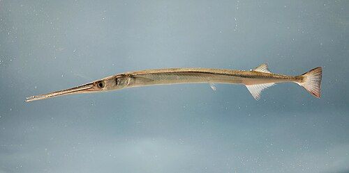 Atlantic needlefish