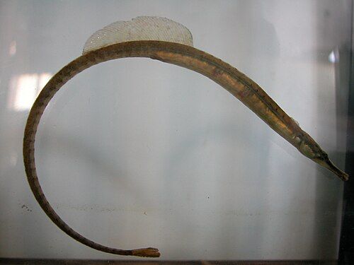Northern pipefish