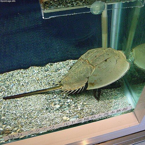 Tri-spine horseshoe crab