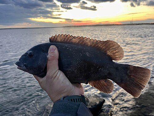 Tautog