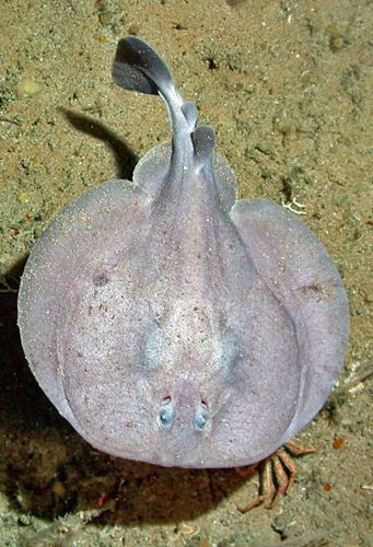 Atlantic torpedo