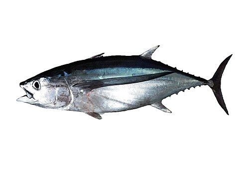 Albacore
