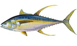 Yellowfin tuna