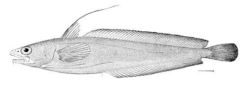 Red hake