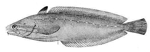 Spotted hake