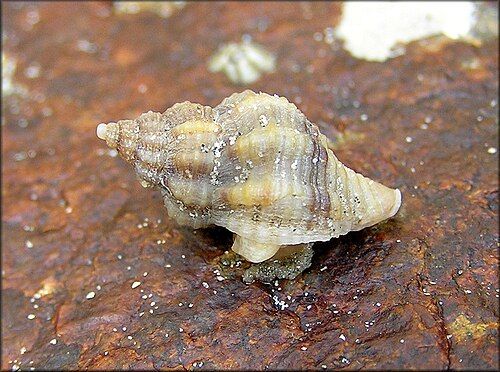 Atlantic oyster drill