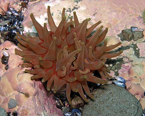Northern red anemone