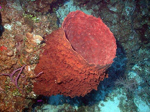 Giant barrel sponge